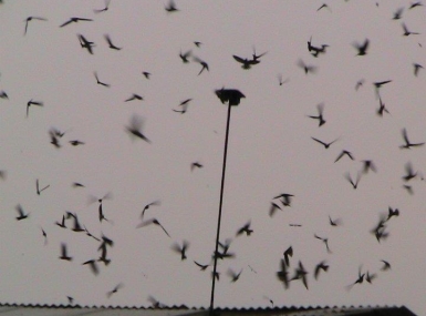 Chim yến tại Trảng Bom – Đồng Nai
